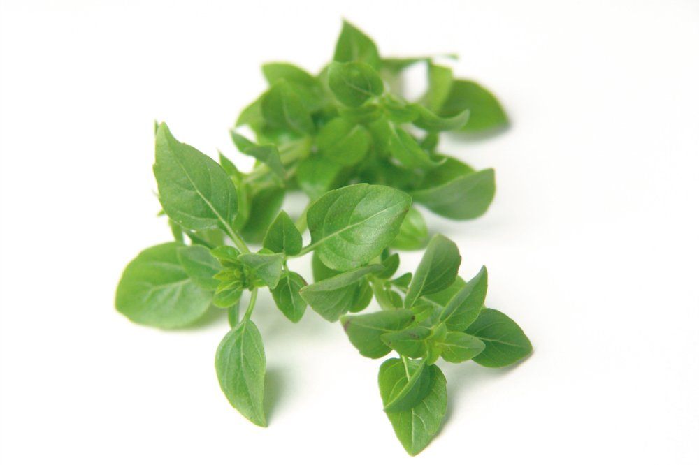 Manjericão Paulista Orgânico (10 gr.)