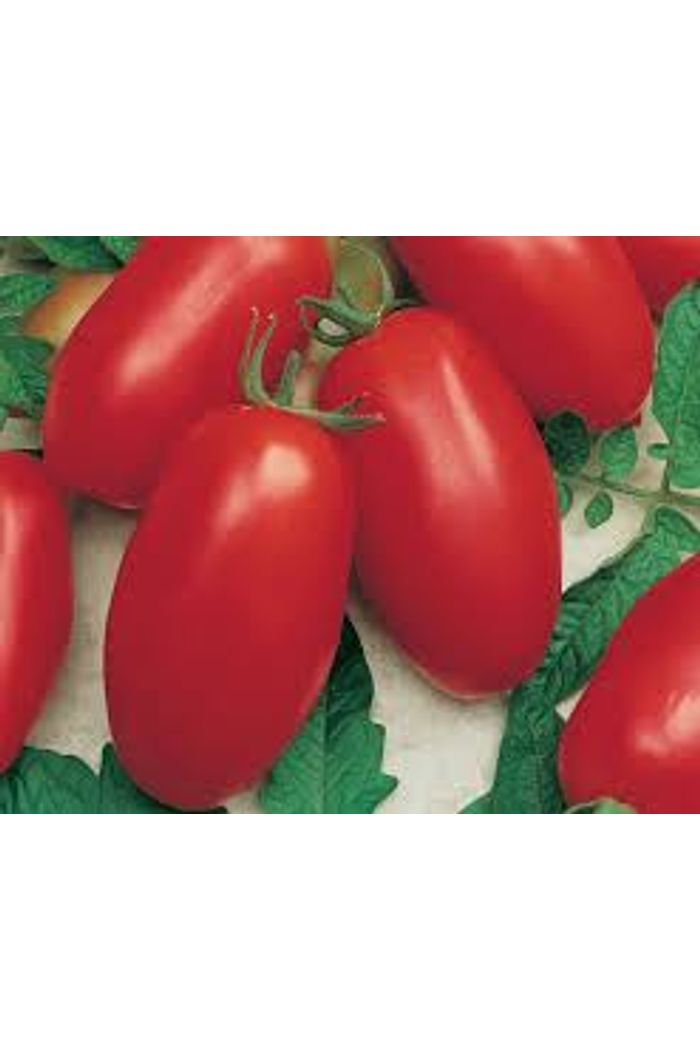 Tomate Mini-Italiano Orgânico