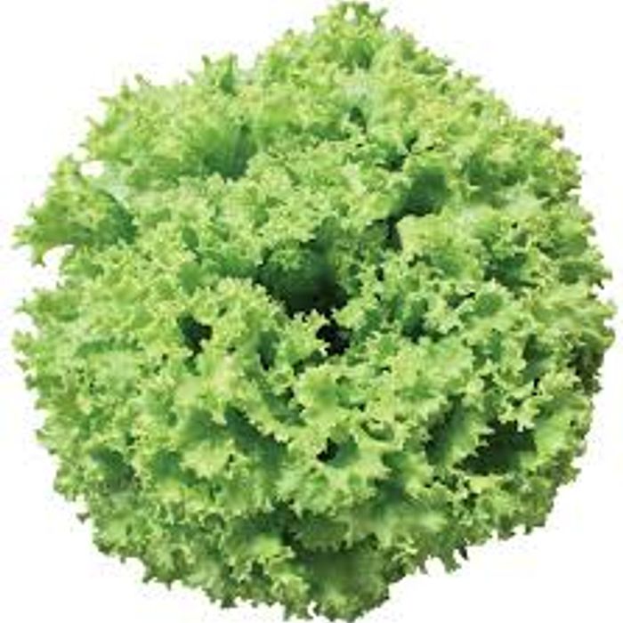 Alface Crespa - Fuentes ▼