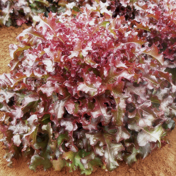 Alface Roxa - Fuentes