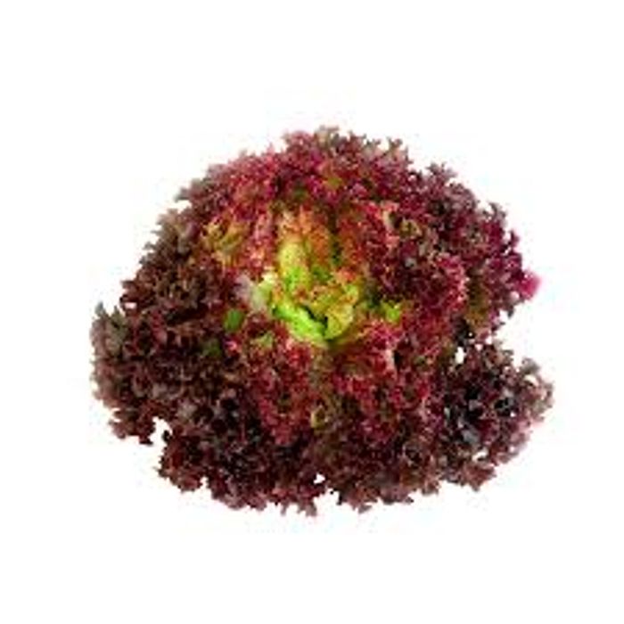 Alface Crespa Roxa Orgânica (un.)