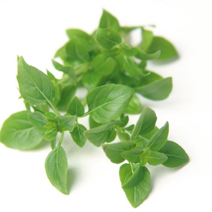 Manjericão Paulista Orgânico (10 gr.)