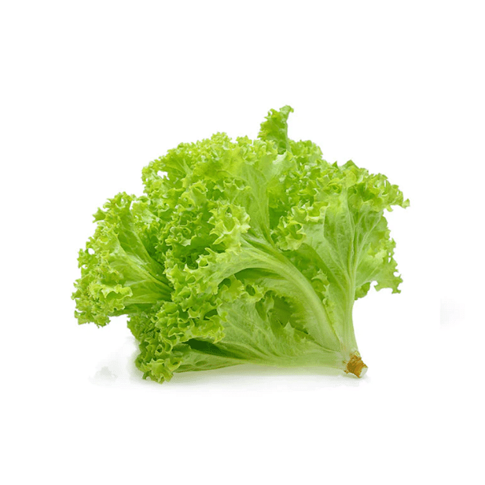 Alface Crespa Orgânica