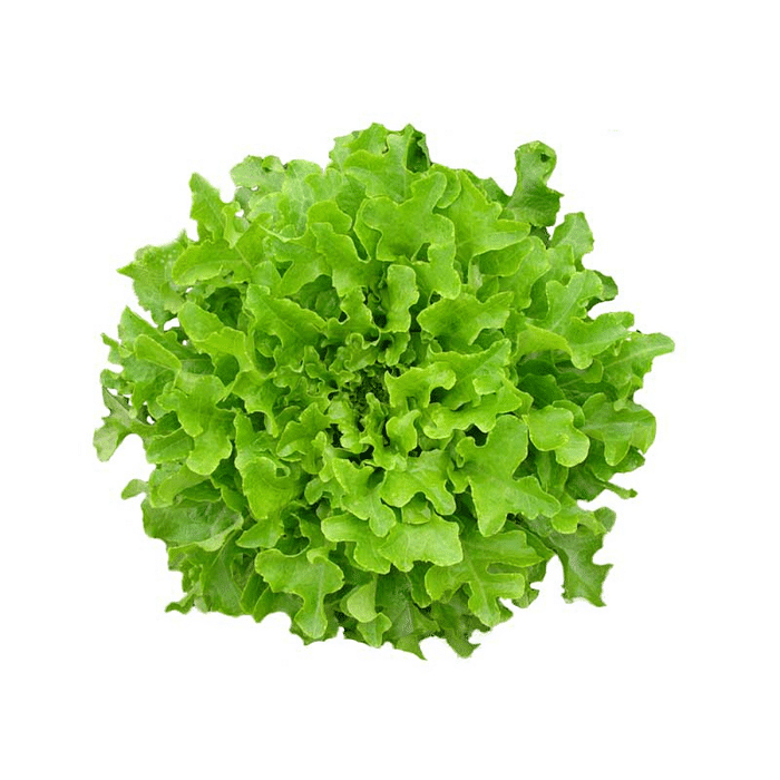 Alface Mimosa Orgânica