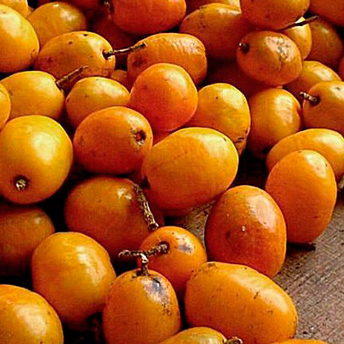 Polpa Cajá (pct 06unX100g)