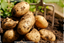 BATATA: 120 DIAS PARA COLHER