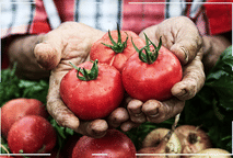 tomate 100 dias para colher