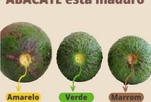 ABACATE MADURO