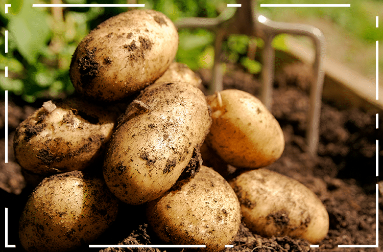 Banner BATATA: 120 DIAS PARA COLHER
