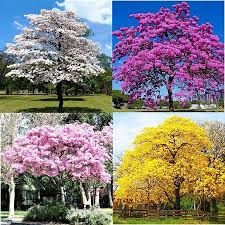 Banner Primavera, 6 dicas