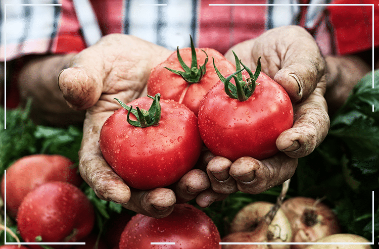 Banner tomate 100 dias para colher